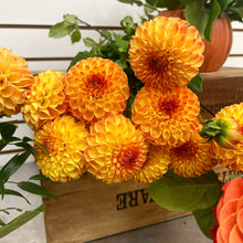 Load image into Gallery viewer, FLOWER MARKET SPECIALS
