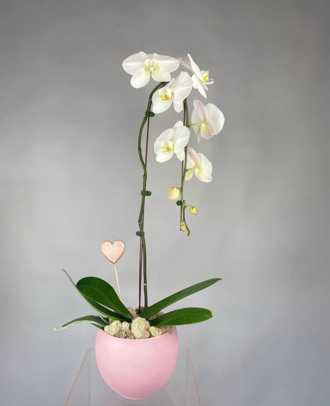 Large orchid